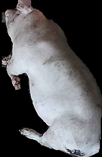 Crop