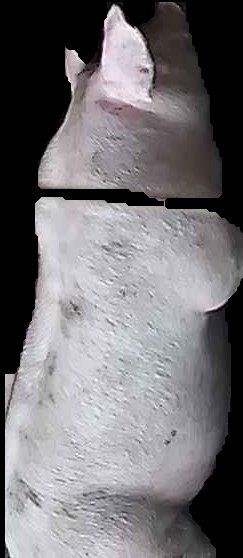 Crop