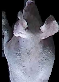 Crop