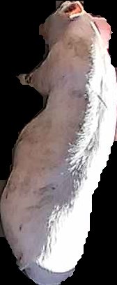 Crop