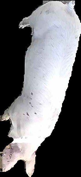 Crop