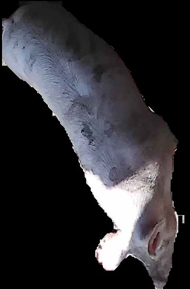 Crop