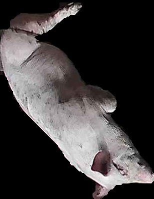 Crop