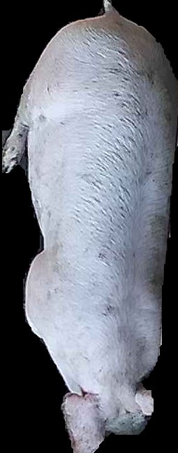 Crop