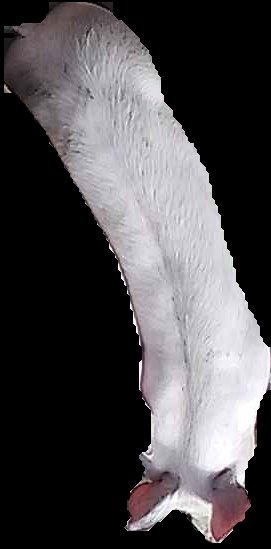 Crop