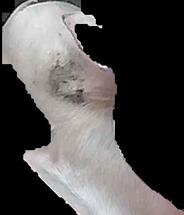 Crop