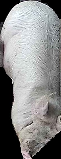 Crop