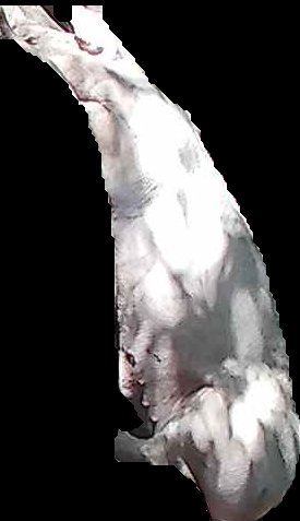 Crop