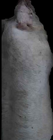 Crop