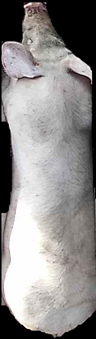 Crop