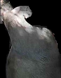 Crop