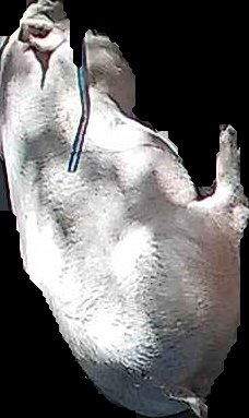 Crop