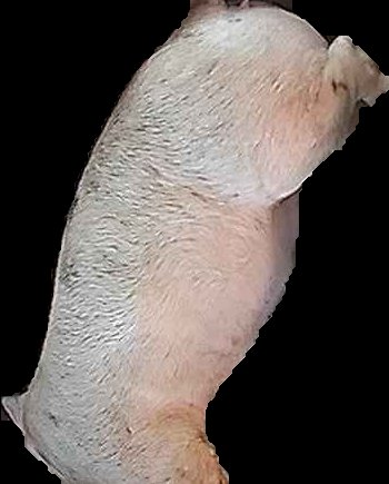 Crop