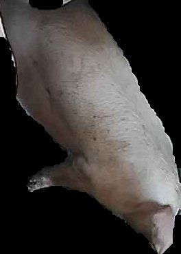 Crop