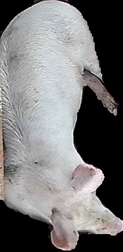 Crop