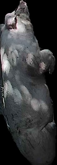 Crop