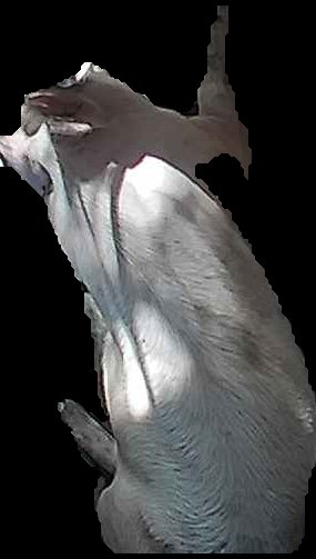 Crop