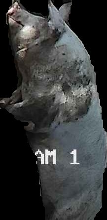 Crop