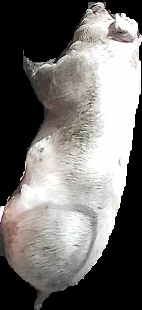 Crop