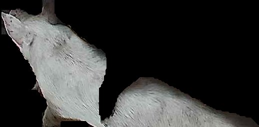 Crop