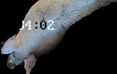 Crop