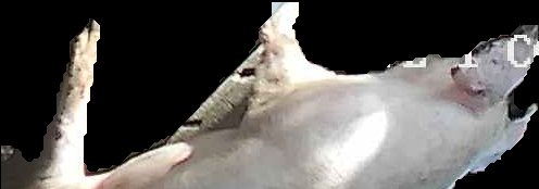 Crop