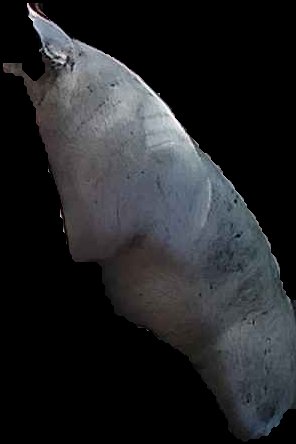 Crop