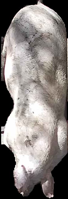 Crop