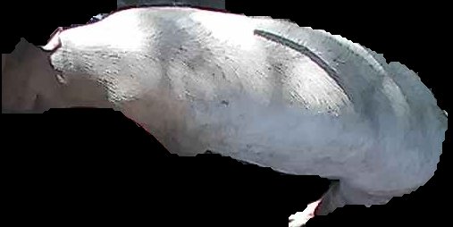 Crop
