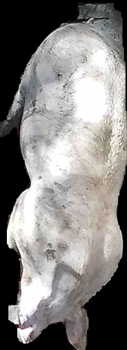 Crop