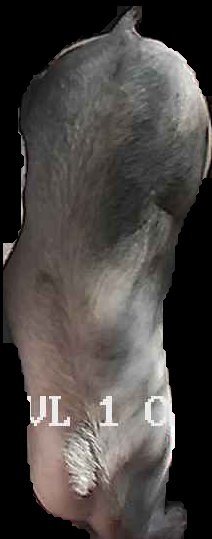 Crop