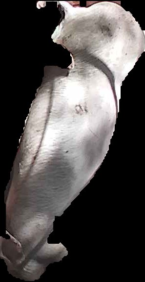 Crop