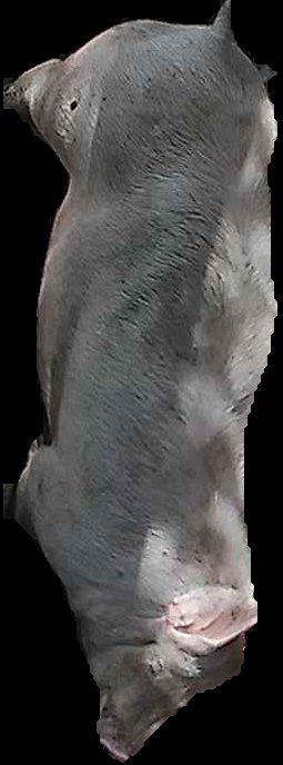 Crop