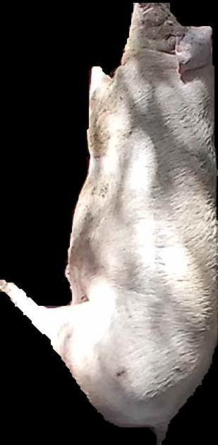 Crop