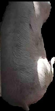 Crop