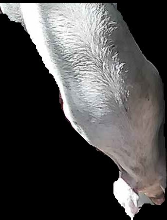 Crop