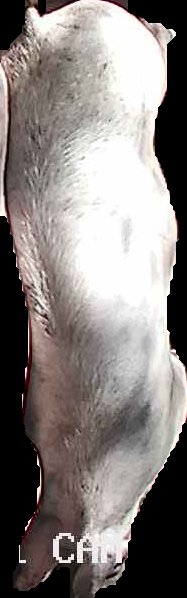 Crop