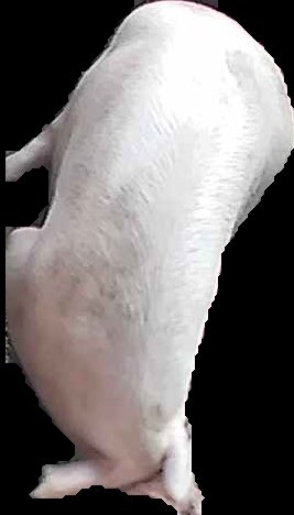 Crop