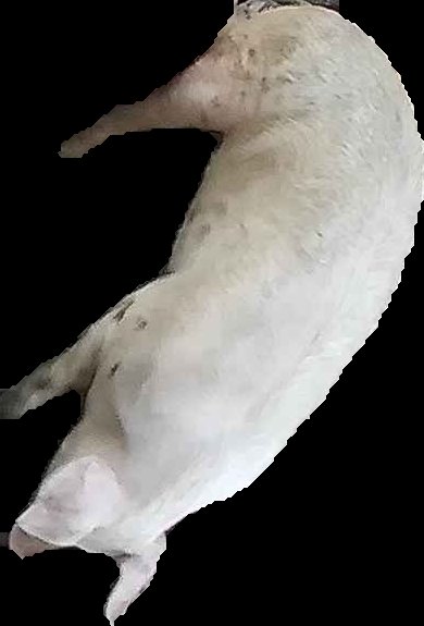 Crop