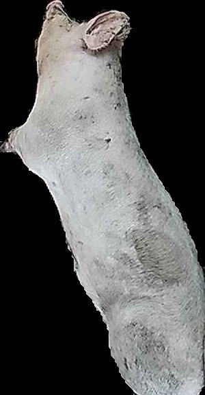 Crop