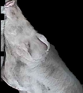 Crop