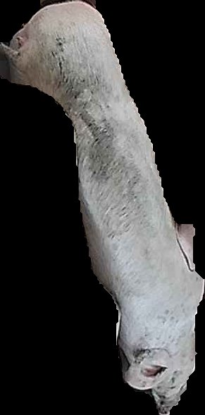 Crop