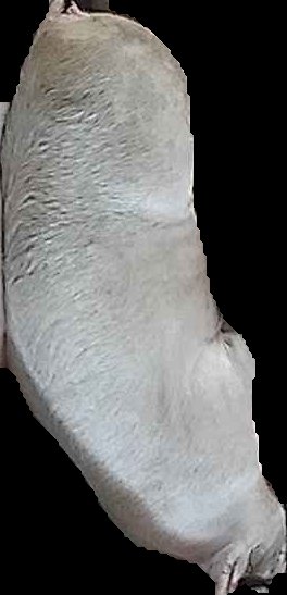 Crop