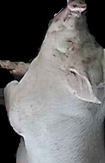 Crop
