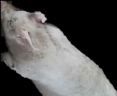 Crop