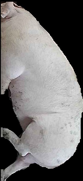 Crop