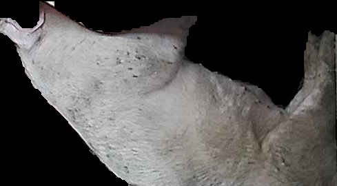 Crop