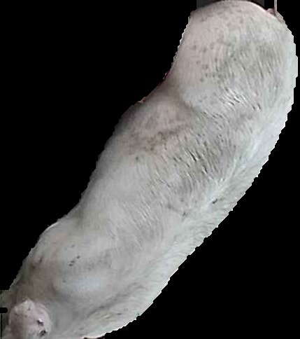 Crop