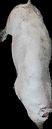 Crop
