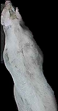 Crop